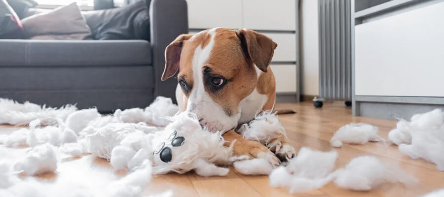 How to Handle a Dog That Destroys Toys Quickly